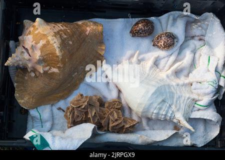 Large snail conch seashell from snails and tiger cowrie sea shell fish shellfish / creatures as well as what appears to be a Desert Rose crystal formation, on display and for sale at an antique and collectors fair. (131) Stock Photo
