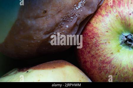 Rotting apple. Storing apples after harvest. Rotting apple close-up. Stock Photo