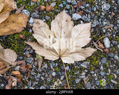 Fallen maple leaf on a gravel path in autumn Stock Photo
