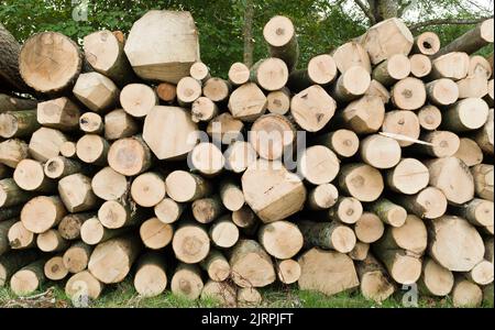 Logging for firewood. Log pile in UK woodland, stacked ready to use for biomass fuel Stock Photo