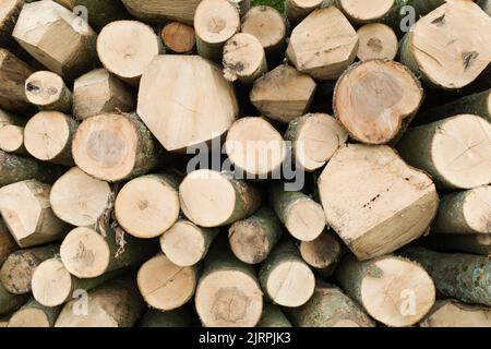 Logs stacked in a pile in a forest or garden setting. UK tree felling Stock Photo
