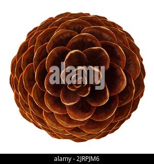 Pine cone isolated on white background, clipping path, full depth of field Stock Photo