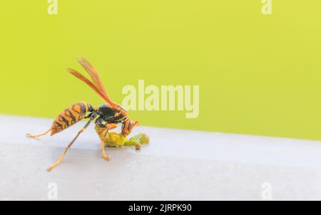 Large hornet eats caterpillar against green background Stock Photo