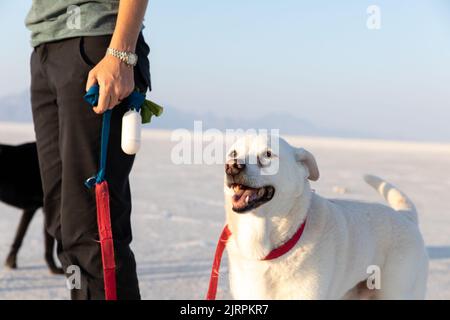 Dogs with owner walking on Bonneville Salt Flats in Utah Stock Photo