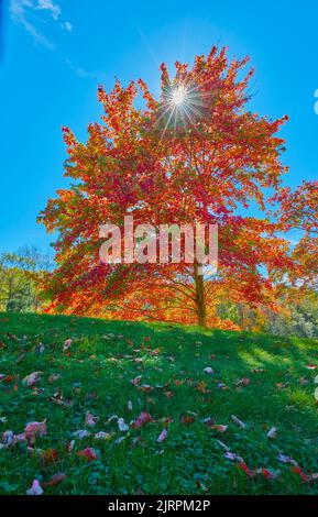 Vibrant colors of bright sunny autumn day Stock Photo