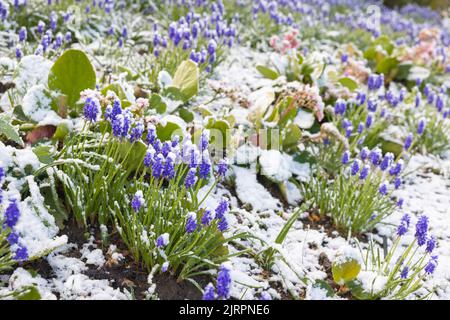 Muscari bulbs in a flower border covered in snow in spring, UK Stock Photo