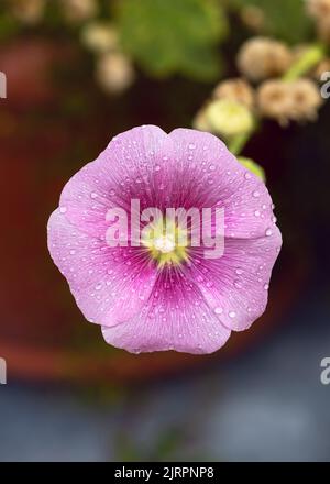Beautiful rose hollyhock flower with water drops on the stamens and the petals after rain in the garden. Selective focus. Copy space Stock Photo