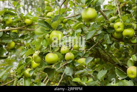 Cooking apples (Bramley apples) growing in an apple tree in a UK garden Stock Photo