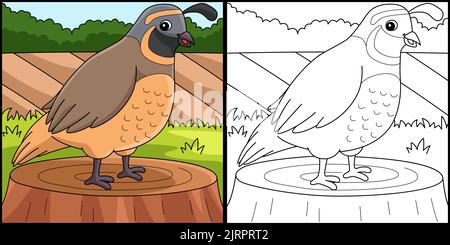 Quail Animal Coloring Page Colored Illustration Stock Vector