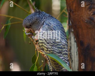 Glamorous delightful female Gang-Gang Cockatoo daintily nibbling Eucalyptus nuts. Stock Photo