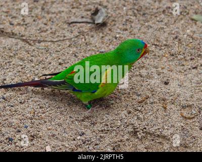 Wonderful appealing Swift Parrot with brilliant vivid plumage. Stock Photo