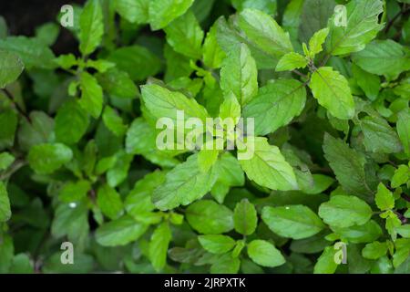 Top view fresh organic holy basil leaves in the backyard garden. Used for Thai food. Stock Photo