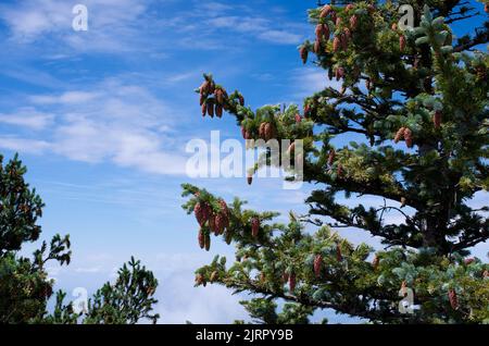 Pine Tree with Pine Cones Hanging Off with Bright Blue Sky in the Background with Minimal Small White Clouds Stock Photo