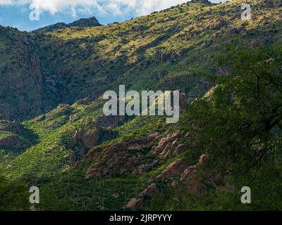 The Sonoran desert mountains near Tucson Arizona turn emerald green following some recent heavy monsoon rains. Stock Photo