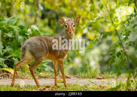 Kirk's dikdik (Madoqua kirkii) on the grounds of a safari lodge Stock Photo