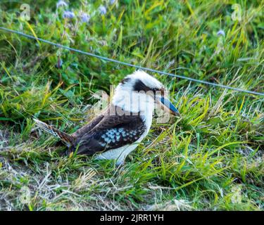 Birds, Kookaburra, an Australian Native Bird, On the green grass on the ground looking for food, iconic, Australia Stock Photo