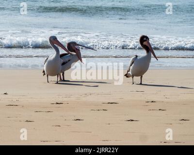 Birds, Australian Pelicans on the beach, two together, one with open mouth as if shouting, look like they are rejecting the other one, Australia Stock Photo