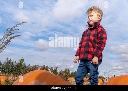 Young boy looking at horizon in a pumpkin field readu for harvest. High quality photo Stock Photo