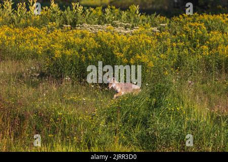 Coyote in northern Wisconsin. Stock Photo