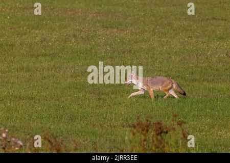 Coyote in northern Wisconsin. Stock Photo