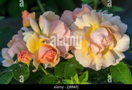 'Hansestadt Rostock, Tan04603, Queen Bee, Mythique, Always Remember, Elsbeth Meier' Floribunda Rose, Floribundaros (Rosa) Stock Photo
