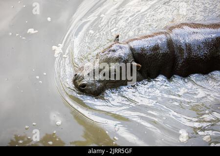 Pygmy hippopotamus swimming in a dirty water Stock Photo