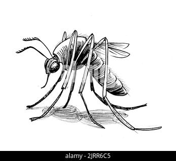 Mosquito insect. Ink black and white drawing Stock Photo - Alamy