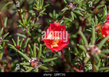 Moss rose, Praktportlak (Portulaca grandiflora) Stock Photo