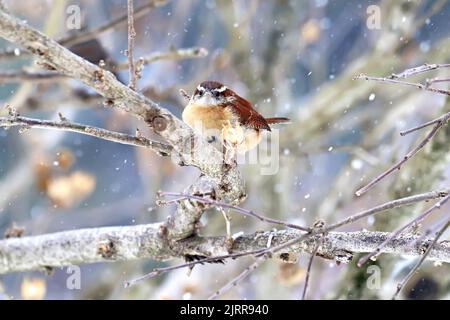 An adult Carolina wren (Thryothorus ludovicianus) perches on a branch in Indiana, USA with streaks of snow in winter Stock Photo