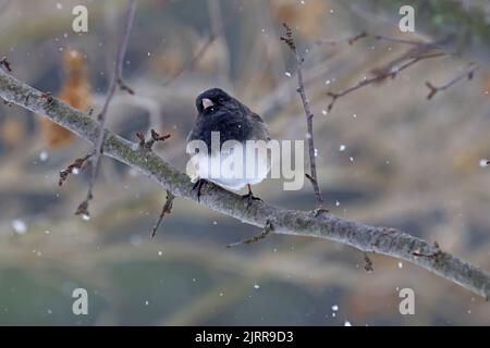 An adult dark-eyed junco (Junco hyemalis) perches on a branch in Indiana, USA with streaks of snow in winter Stock Photo