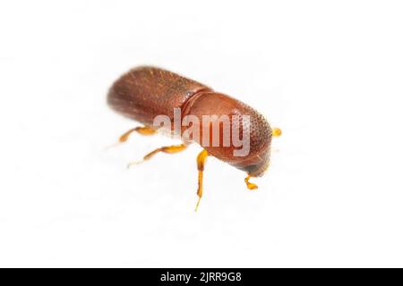 Xyleborus pubescens, a bark beetle which attacks pine (Pinus spp.) trees, isolated on white background. Stock Photo