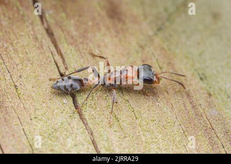 Graceful Twig Ant (Pseudomyrmex gracilis) Stock Photo