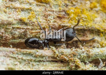 An Acorn Ant (Temnothorax misomoschus) forages on the side of a sabal palm (Sabal mexicana) tree. Stock Photo