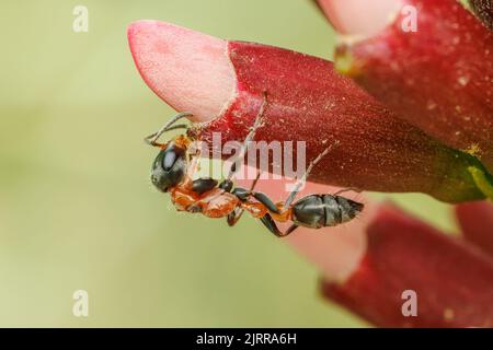 Graceful Twig Ant (Pseudomyrmex gracilis) Stock Photo