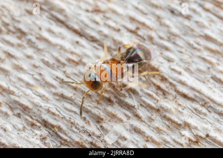 Encyrtid Wasp (Encyrtus sp.) Stock Photo