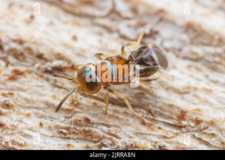 Encyrtid Wasp (Encyrtus sp.) Stock Photo
