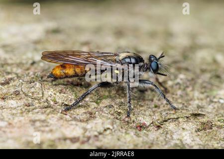 A female Robber Fly (Complex Laphria index) oviposits on the side of a tree. Stock Photo