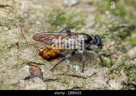 A female Robber Fly (Complex Laphria index) oviposits on the side of a tree. Stock Photo