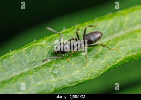 Odorous House Ant (Tapinoma sessile) Stock Photo