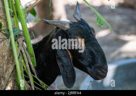 Portrait of a young black goat at the farm Stock Photo
