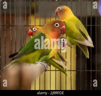 Java, Indonesia, June 13, 2022 - Lovebirds sit on a perch in a cage. Stock Photo