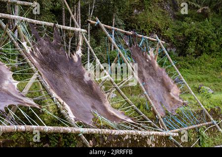 Java, Indonesia, June 13, 2022 - Water buffalo skins being dried in preparation for making clothes in Indonesia. Stock Photo