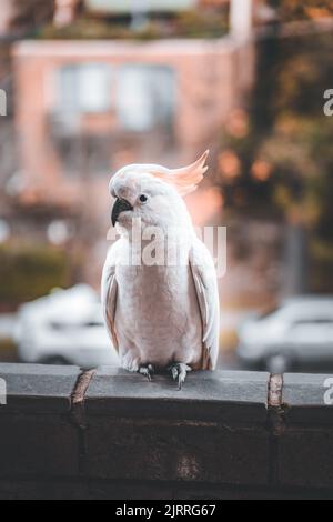 A vertical shallow focus shot of Sulphur-crested cockatoo perched on the top of balcony railing Stock Photo