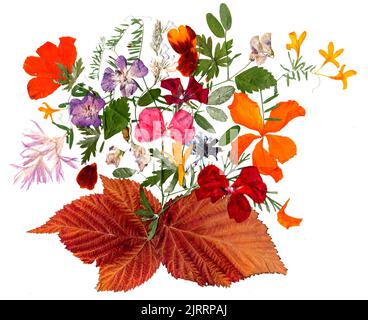 dried fall leaves and flower of plants isolated on white background for scrapbook, roughage autumn leaf. Stock Photo