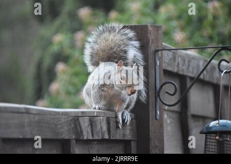 Grey Squirrel sitting on a wooden fence Stock Photo