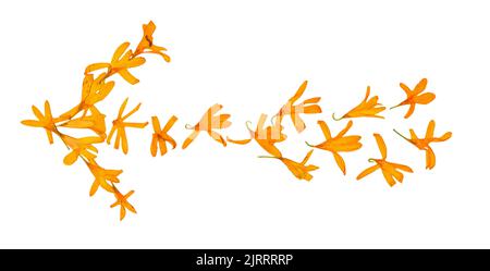 Isolated line multicolor arrows, collection of elements application of dried pressing bright flowers yellow celandine, set for your design on a white Stock Photo