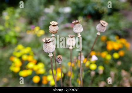 Poppy seed heads in summer with a shallow depth of field. Dry poppy capsules at nature, closeup Stock Photo