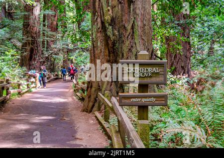 People walking along a trail past giant redwood sequoia trees through Muir Woods in Marin County, California, USA Stock Photo