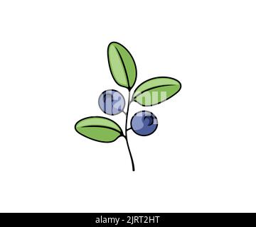Blueberry, berries, vector design and illustration. Bilberry, huckleberry, whortleberry, food and nature Stock Vector