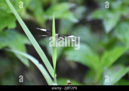 a pied paddy skimmer dragonfly (Neurothemis tullia) sitting on a plant Stock Photo